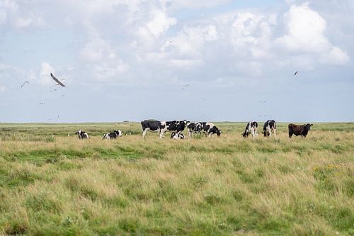 Terschelling Boschplaat nature grazers cows