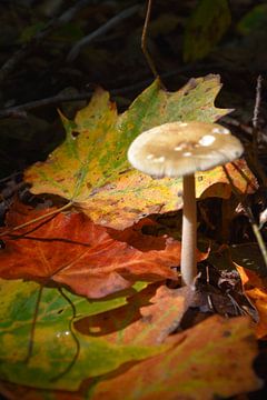 A mushroom in the forest in autumn by Claude Laprise