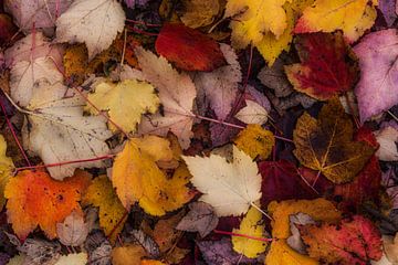 Autumn leaf by Ruud de Soet