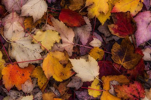 Herfstblad