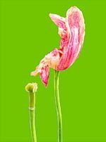 TULP IN VERVAL - KNALGROEN (ALEXX FAASSE, 2016)