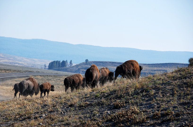 YELLOWSTONE NATIONAL PARK -  USA par Roelof Touw