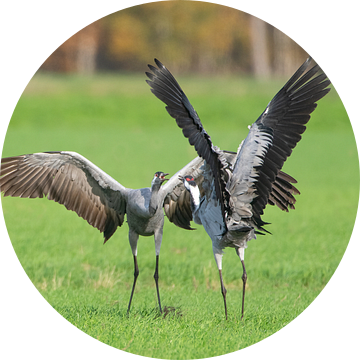 Kraanvogels vechten in een veld tijdens de herfst vogeltrek van Sjoerd van der Wal Fotografie