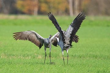 Kraanvogels vechten in een veld tijdens de herfst vogeltrek van Sjoerd van der Wal Fotografie