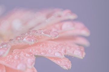Tropfen auf Blütenblättern (rosa und lila) von Marjolijn van den Berg