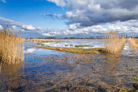 Wanddekoration Brabant Biesbosch - Beruhigende niederländische Landschaft an der Wand von Jan Jansen Natuurfotografie