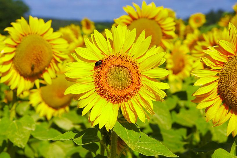 Sonnenblumen von 7Horses Photography