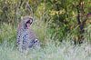 Luipaard zit in hoog gras en gaapt van Caroline Piek thumbnail