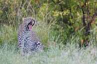 Leopard yawning in early morning par Caroline Piek Aperçu