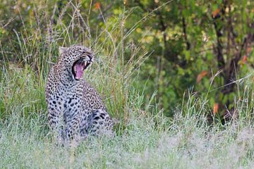 Leopard yawning in early morning by Caroline Piek