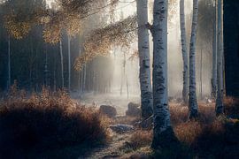 Birch forest in morning mist_03 by Peet de Rouw