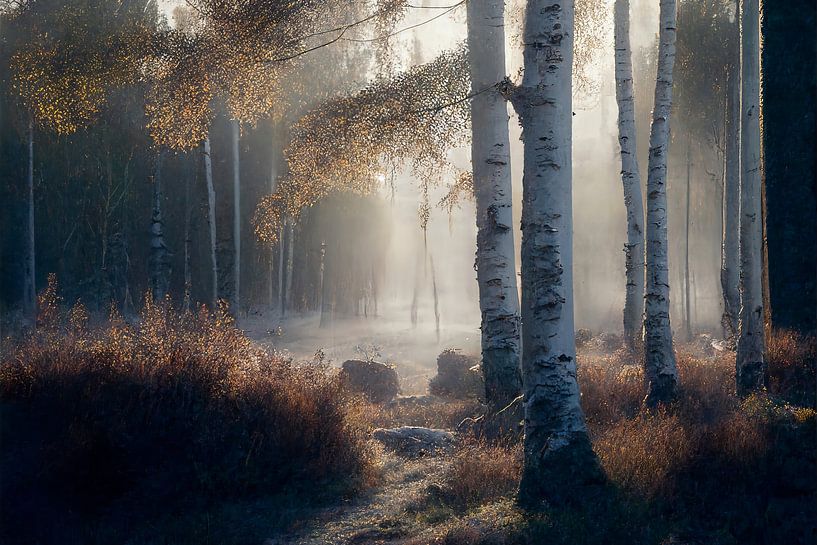 Birch forest in morning mist_03 by Peet de Rouw