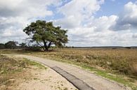 Uitzicht op de Hoge Veluwe van André Hamerpagt thumbnail