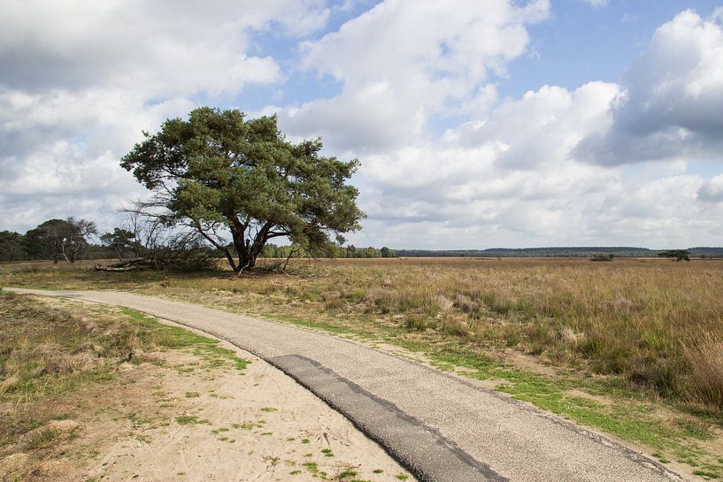 Uitzicht op de Hoge Veluwe van André Hamerpagt