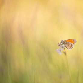 vlinder in het grasland van Lia Hulsbeek Brinkman