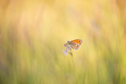 vlinder in het grasland