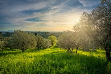 Schönes Licht über Olivenhain in der Toskana