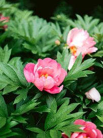 Colorful Peonies by Raisa Zwart Travel Photography Prints