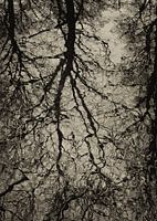 REFLET DES ARBRES 02