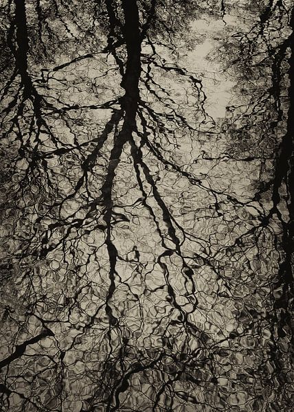 REFLECTION TREES 02 by Aad Holkamp