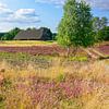 Bloeiend heidelandschap met schaapskooi van Gisela Scheffbuch