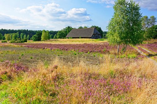 Bloeiend heidelandschap met schaapskooi
