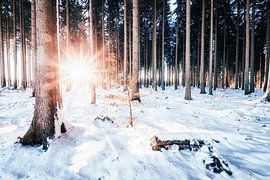 Forêt d'hiver avec soleil sur Oliver Henze