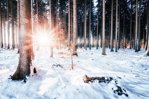Forêt d'hiver avec soleil