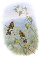 Ecuadorian Star-Frontlet, John Gould