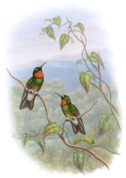 Ecuadorian Star-Frontlet, John Gould von Hummingbirds