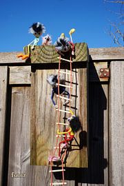 Fubby's im Vogelhaus mit Strickleiter. von Sailographic Paula