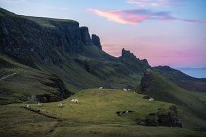 Schafe des Quiraing