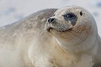 Gewone zeehond