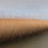 Ceinture de roseaux dans le Crezéepolder, Ridderkerk sur Greet van Dam