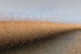 Schilfkragen im Crezéepolder, Ridderkerk