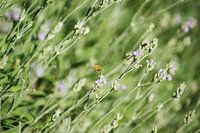 Lavender plant with woolly pear