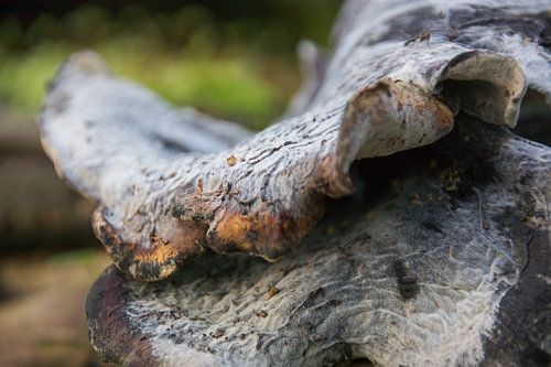 Funghi