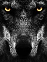 Schwarzer Wolf