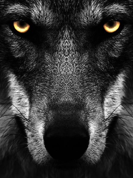 Black Wolf by Sascha Hahn
