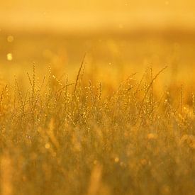 Fields of gold van Lennard Kazen