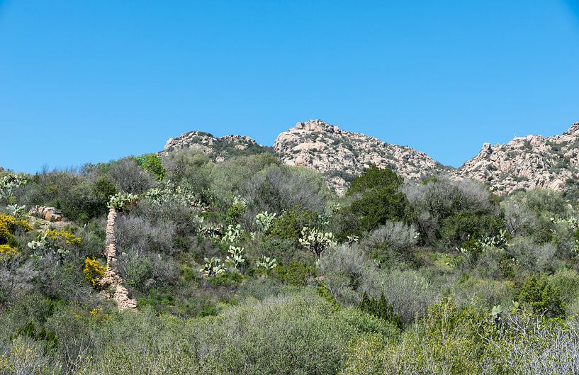 Sardinia landscape with flowers in april and a horse grazing in the green grass near the costa emera by ChrisWillemsen