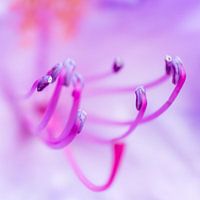 Pretty in pink