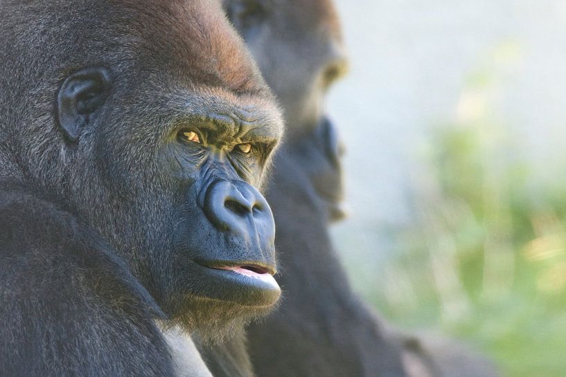 Gorilles von Renald Bourque