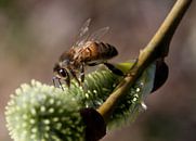 Bij op katjesboom by Wim de Lange thumbnail
