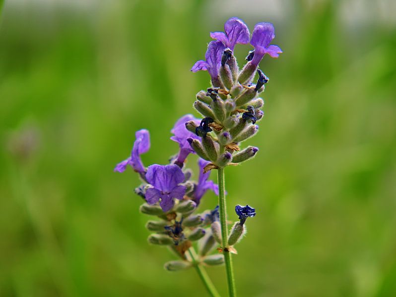 Fleurs de lavande 5 par Edgar Schermaul