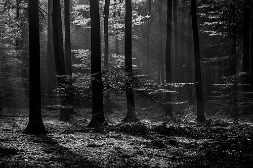 Herstbos in Zwart-Wit