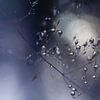 Silberne Wassertropfen | Zweig mit Blättern lila | von Nanda Bussers