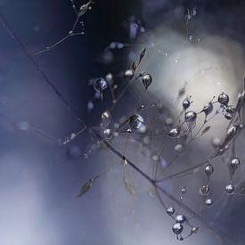 Silver Water Droplets | Branch with leaves purple |. by Nanda Bussers