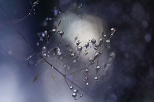 Gouttes d'eau argentées | Branche avec des feuilles violettes |