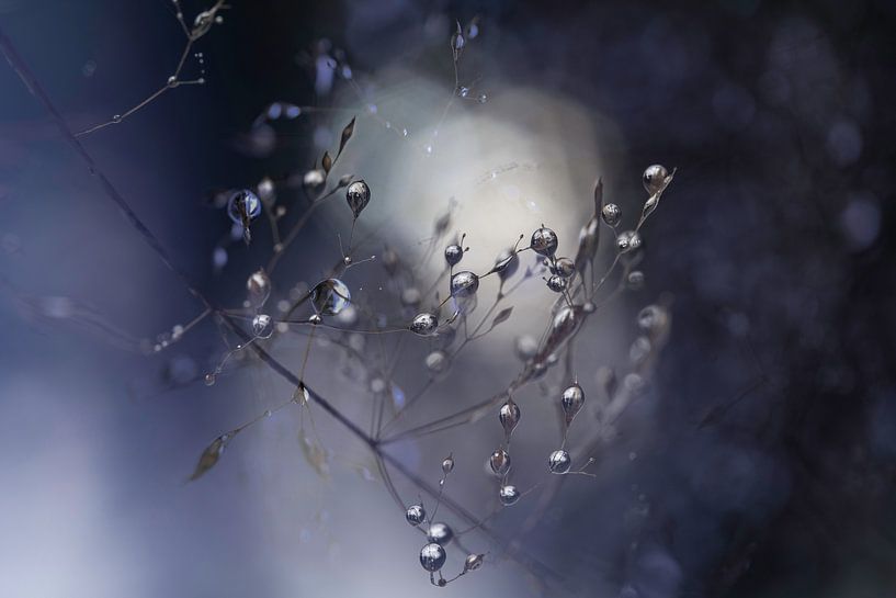 Silberne Wassertropfen | Zweig mit Blättern lila | von Nanda Bussers